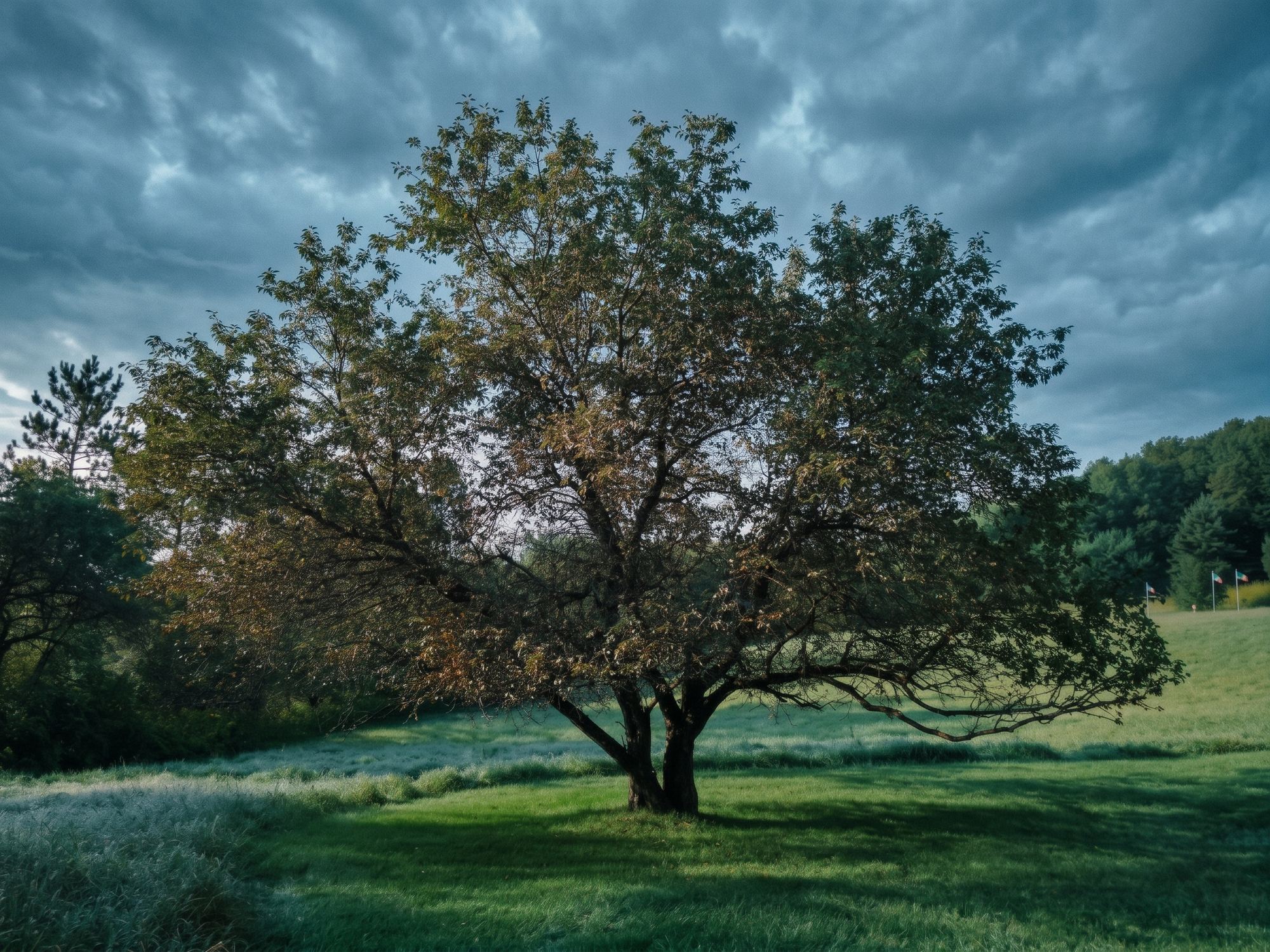 the apple tree before the storm